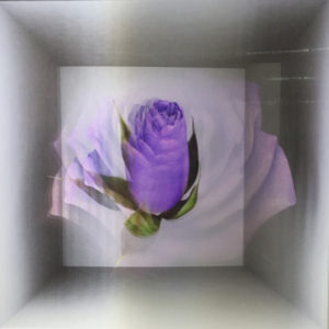 A lenticular of a purple rose blooming and dying at Scope.